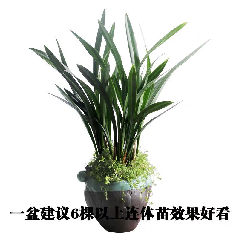 四季开花不断爬藤好养庭院攀援植物盆栽紫藤树苗紫藤花苗紫腾