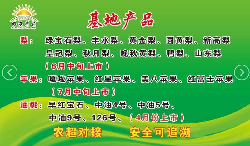 丰水梨七月初上市，山东冠县丰水梨产地万亩梨园直供