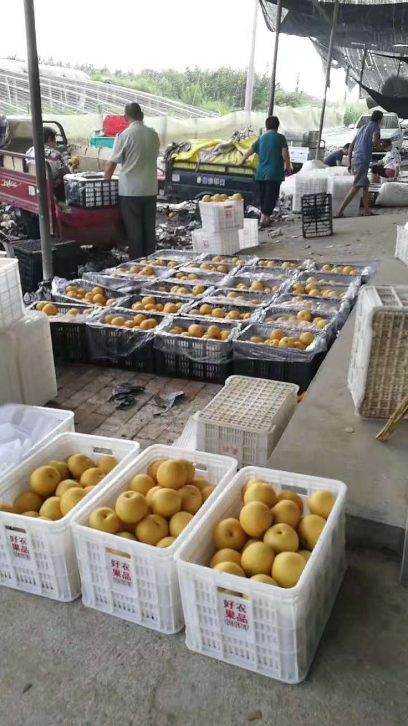 丰水梨七月初上市，山东冠县丰水梨产地万亩梨园直供