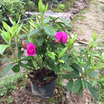 地被色块杯苗精品毛杜鹃