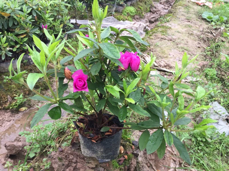 地被色块杯苗精品毛杜鹃
