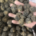 玛卡黑玛卡玛卡个玛卡片
