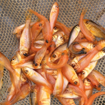 红鲤鱼苗、生长速度快、基地直供、一手货源、大量现货批发