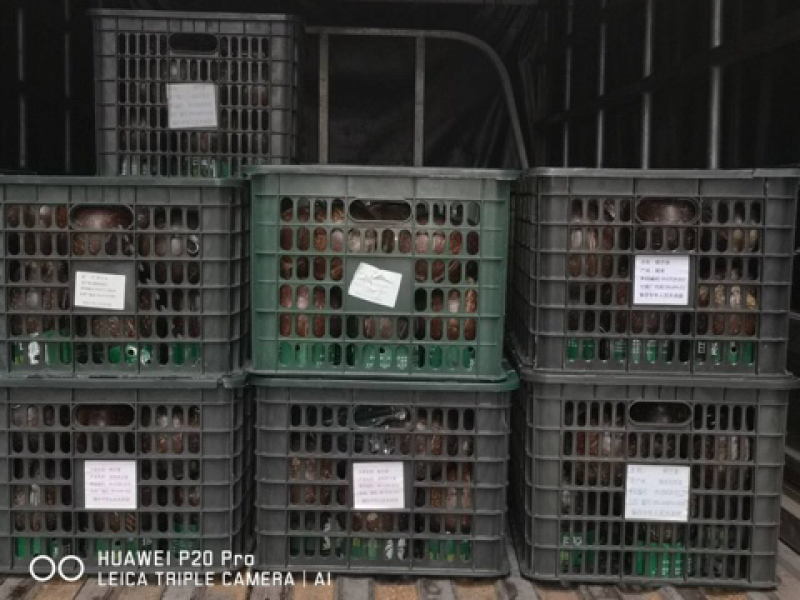 烈日易拉环椰子天上宝水易拉环椰子厂家直销