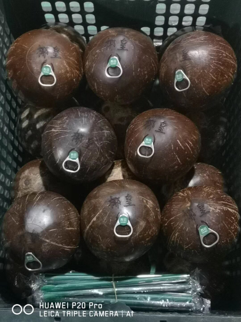 烈日易拉环椰子天上宝水易拉环椰子厂家直销