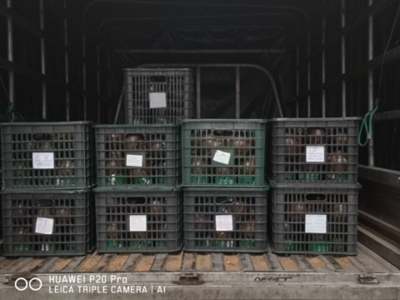 烈日易拉环椰皇椰子老椰子品质保证全国发货