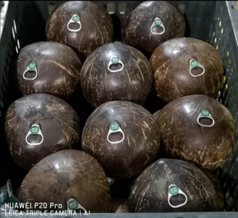 烈日易拉环椰皇椰子老椰子品质保证全国发货