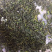 绿茶高山云雾茶500克早春新茶炒青2021年新茶包邮