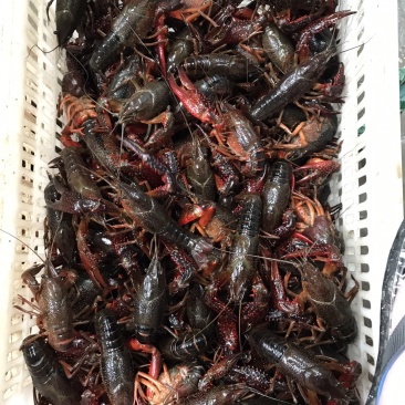 小龙虾