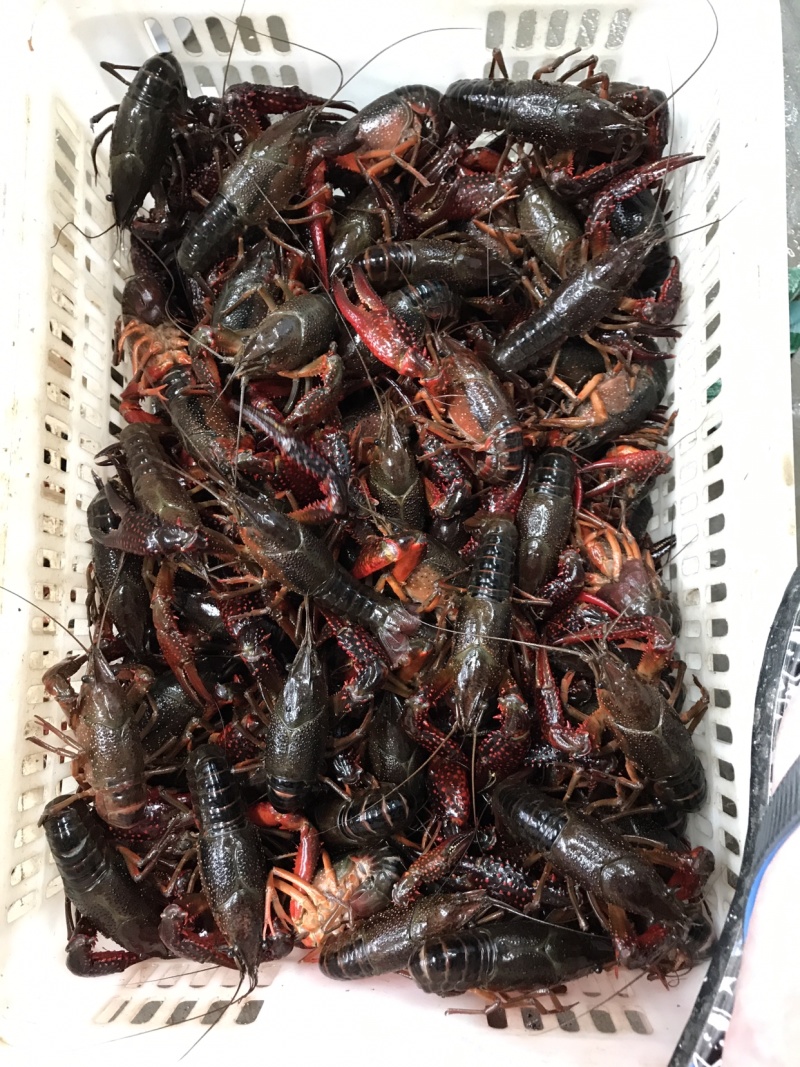 小龙虾