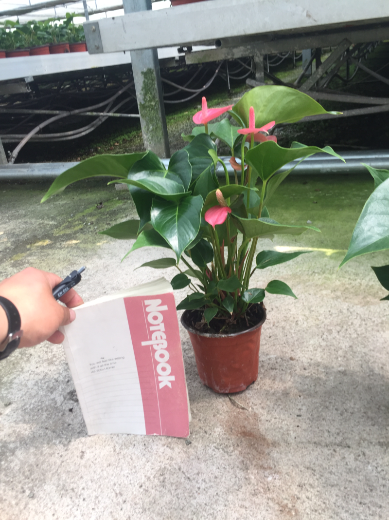 优质粉掌基地直供常年性供应经营多种盆花