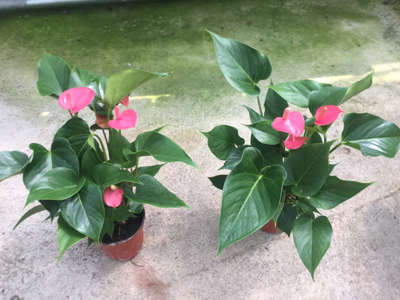 优质粉掌基地直供常年性供应经营多种盆花