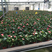 优质红掌粉掌基地直供品质优秀常年性供应经营多种盆花