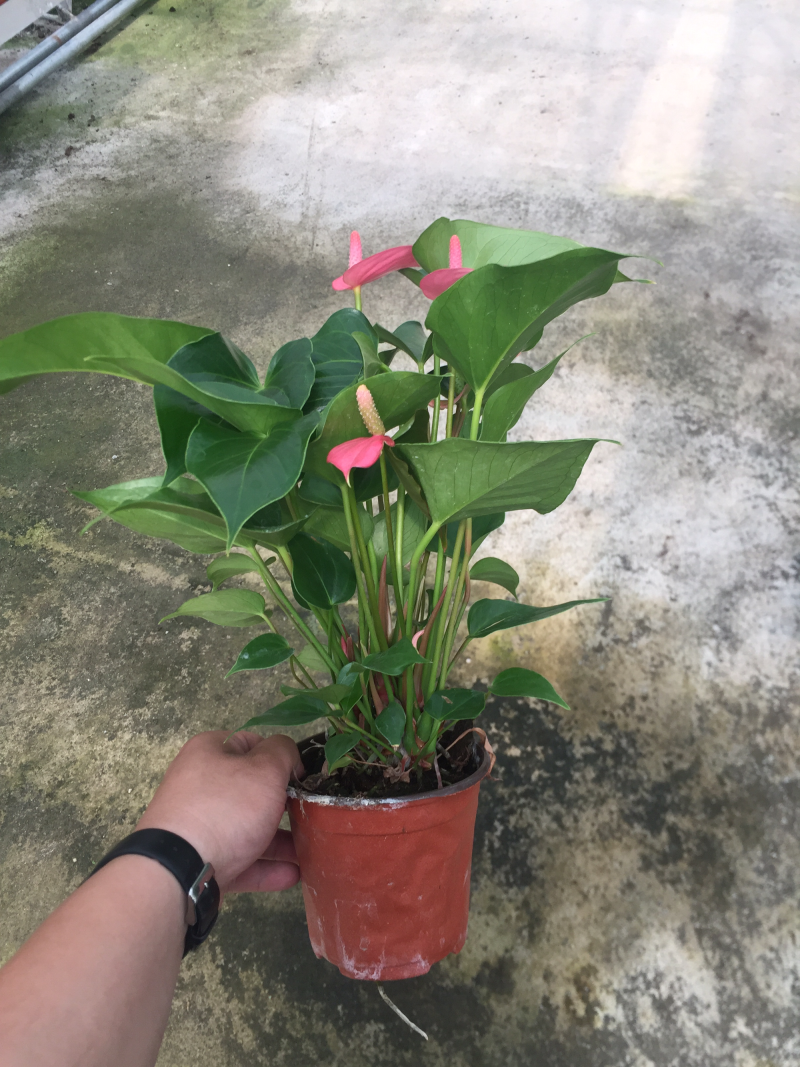 优质粉掌基地直供常年性供应经营多种盆花