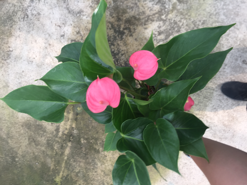 优质粉掌基地直供常年性供应经营多种盆花