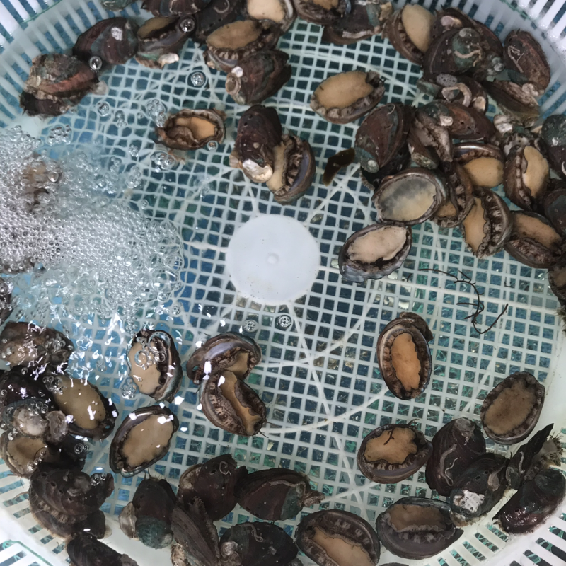 鲜活的小鲍鱼。