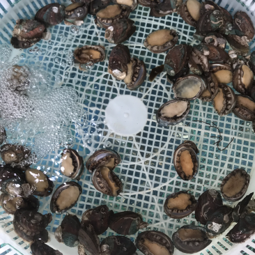 鲜活的小鲍鱼。