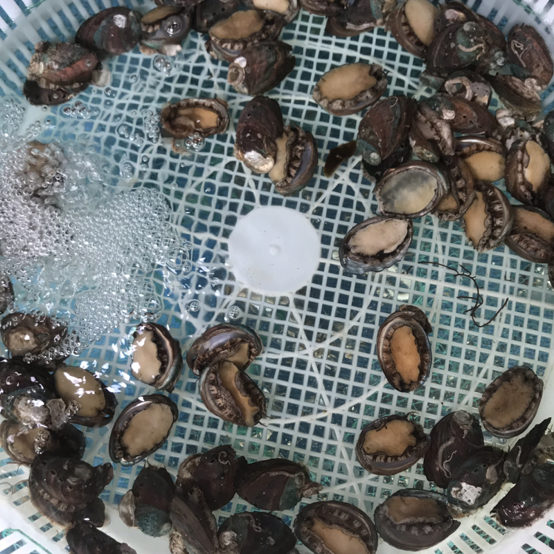 鲜活的小鲍鱼。