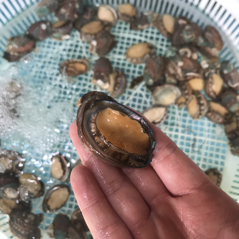 新鲜的小鲍鱼。
