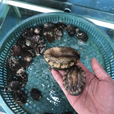 新鲜的小鲍鱼。