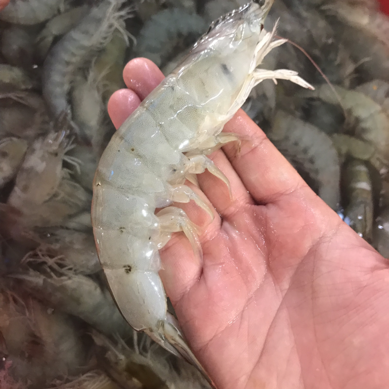 海洋大对虾