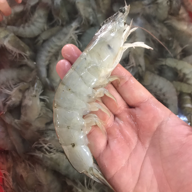 海洋大对虾