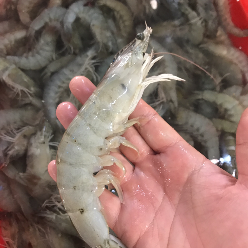 海洋大对虾