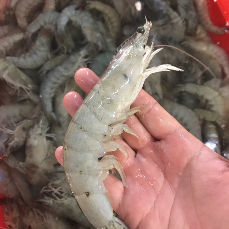 海洋大对虾