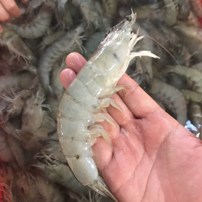 海洋大对虾