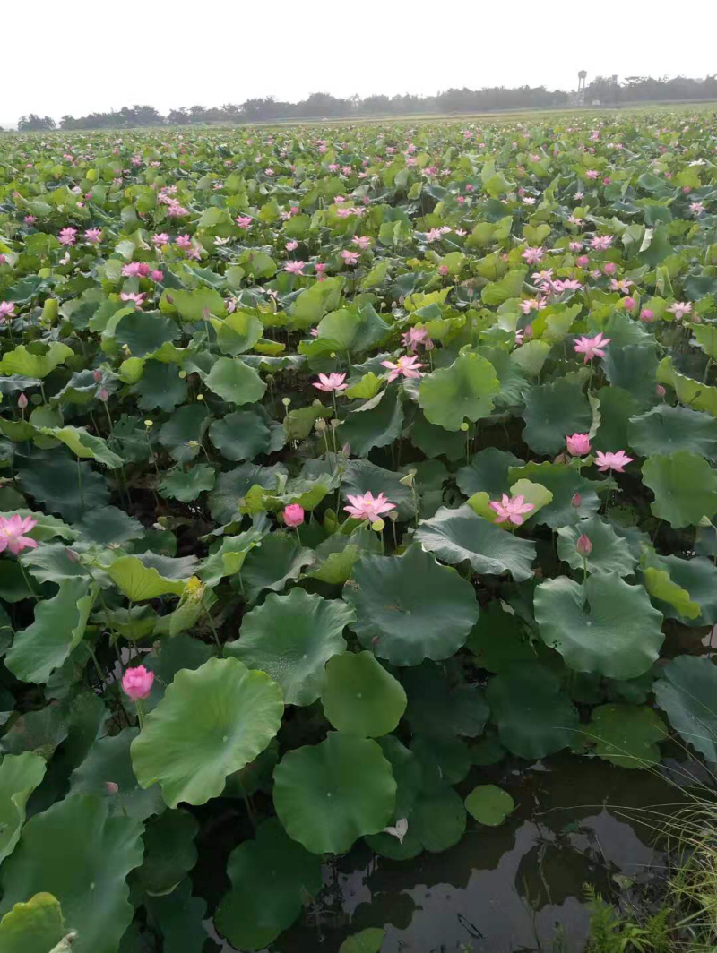 广西新鲜水果莲蓬，鲜莲蓬大量供应，原产地发货