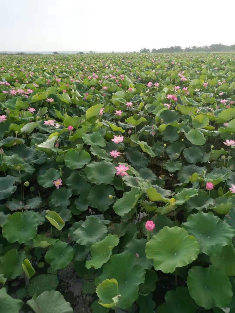 广西新鲜水果莲蓬，鲜莲蓬大量供应，原产地发货