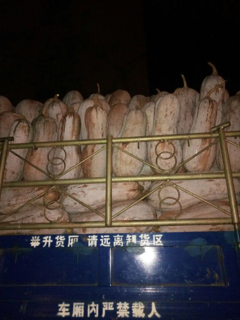 蜜本南瓜4~5斤以上长条形