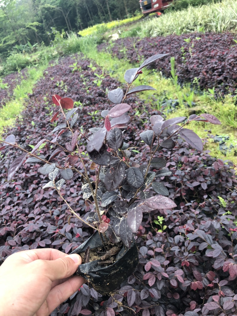红花继木