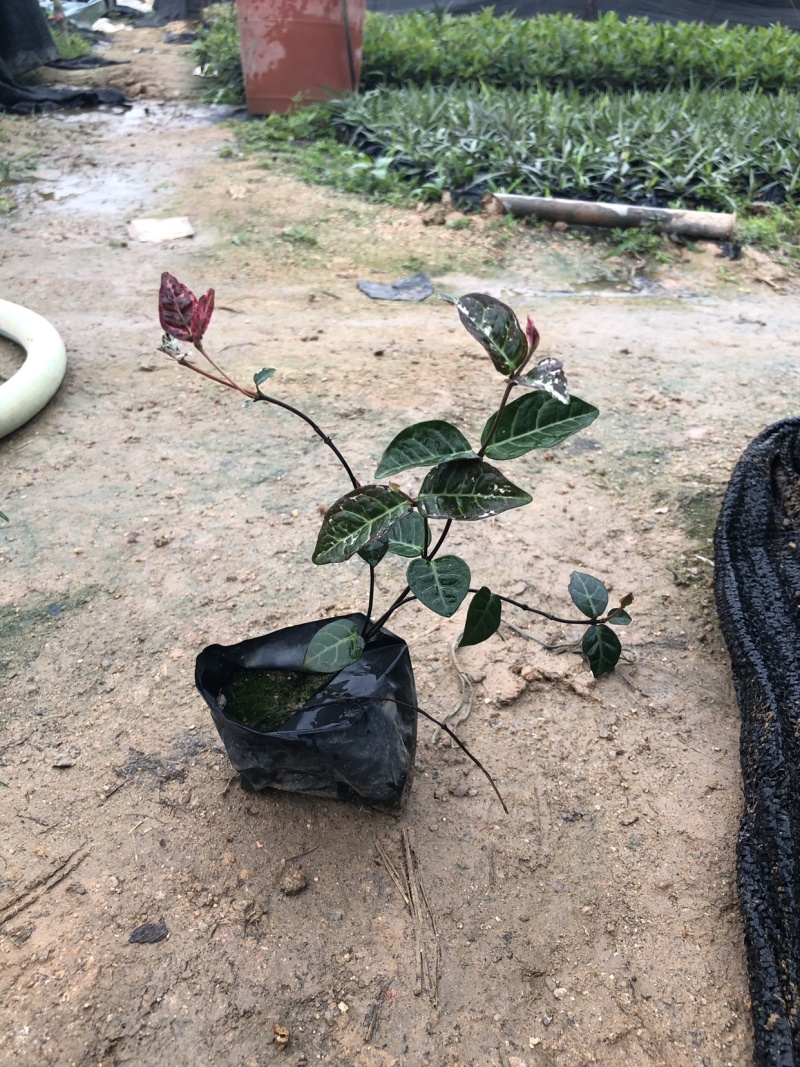 花叶洛石