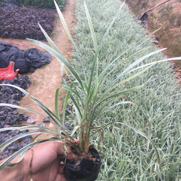 沿阶草