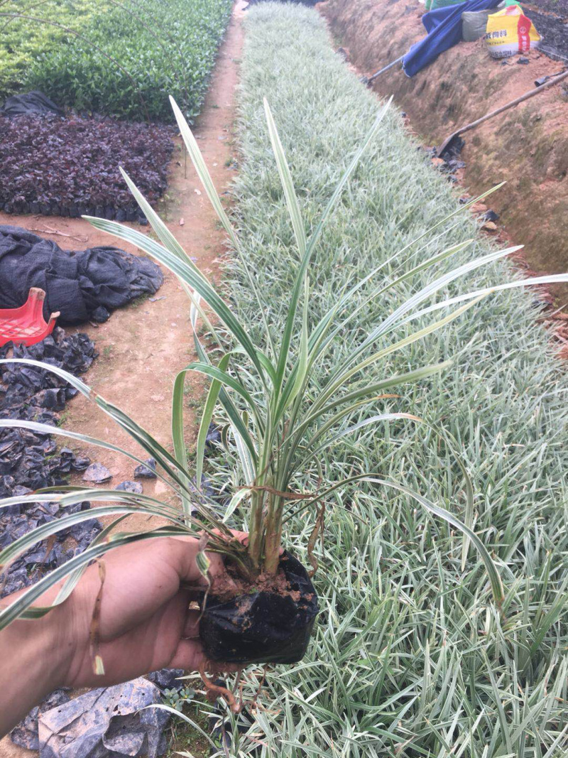 沿阶草