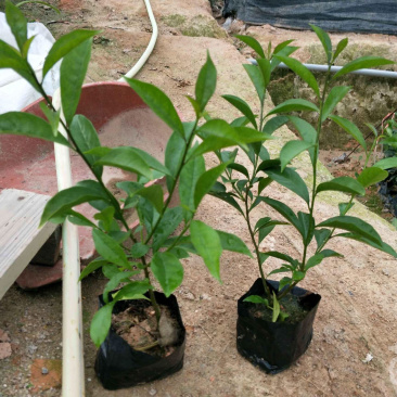 双色茉莉