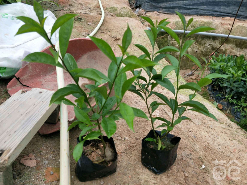 双色茉莉