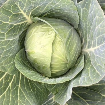 优质包菜800每亩产地直销，量大质优保质保量