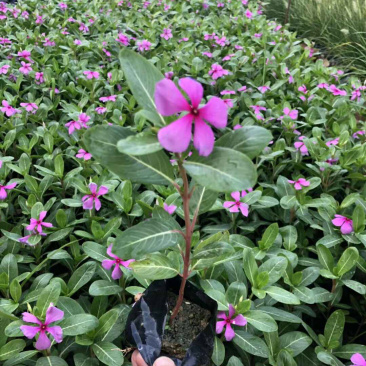 长春花