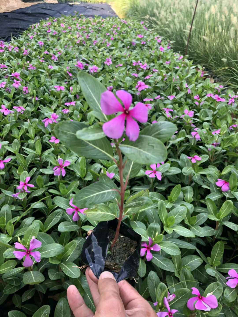 长春花