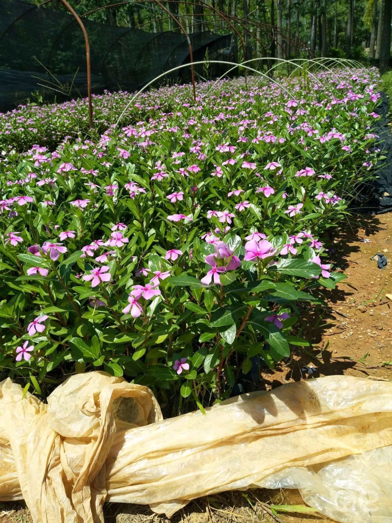 长春花
