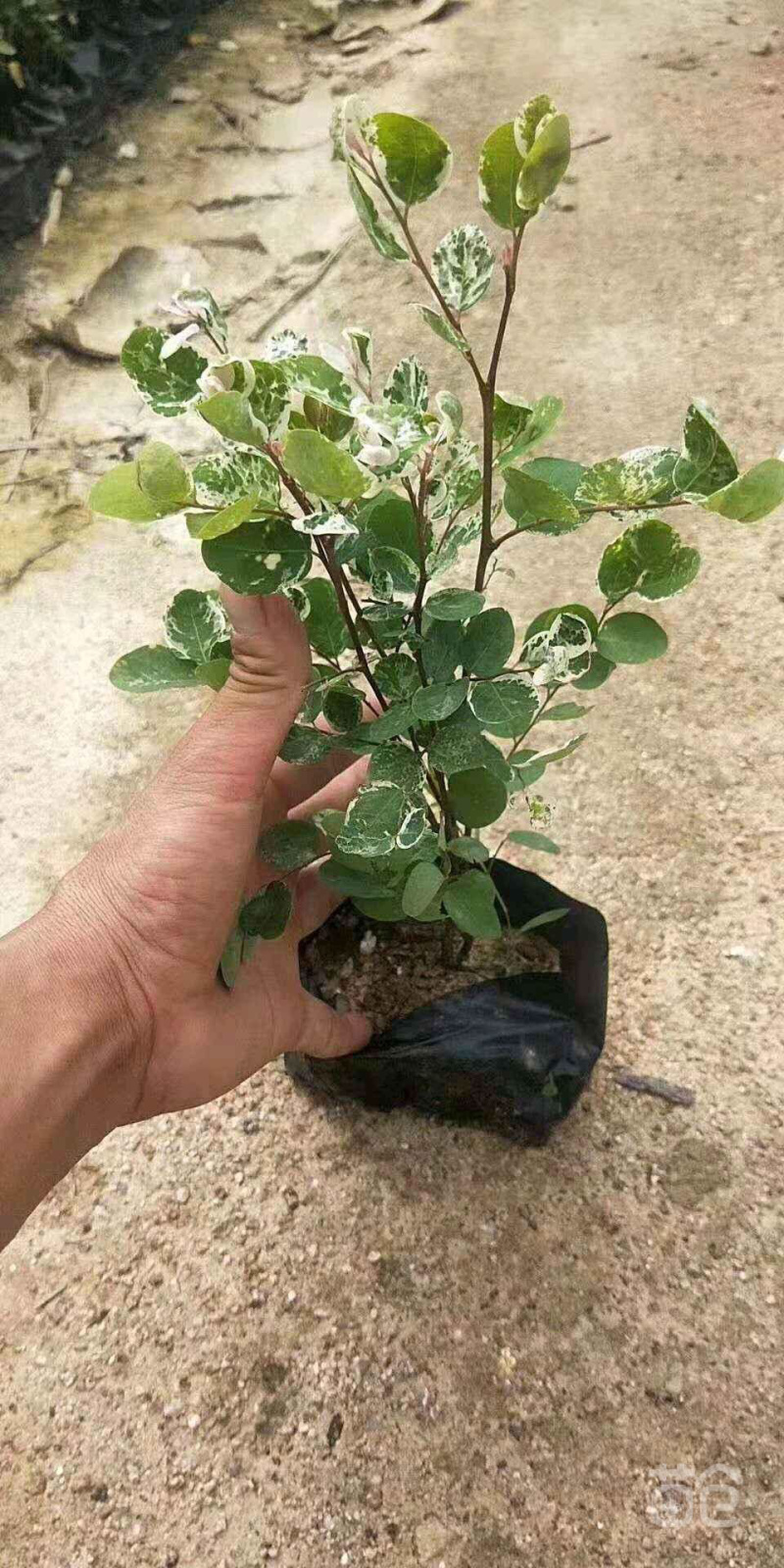 雪花木