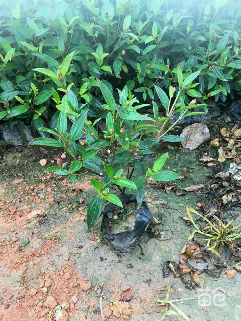 野牡丹
