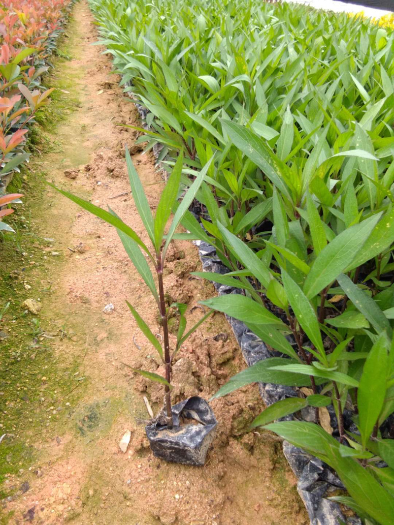 翠芦莉