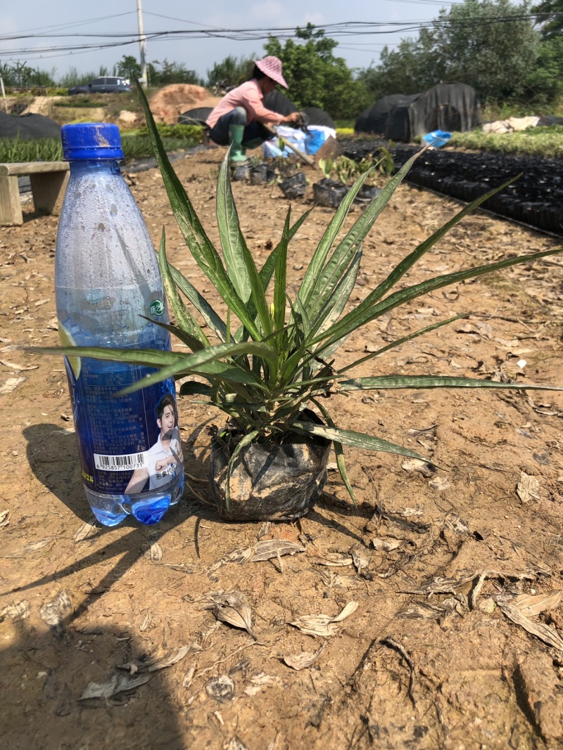 蓝花莉