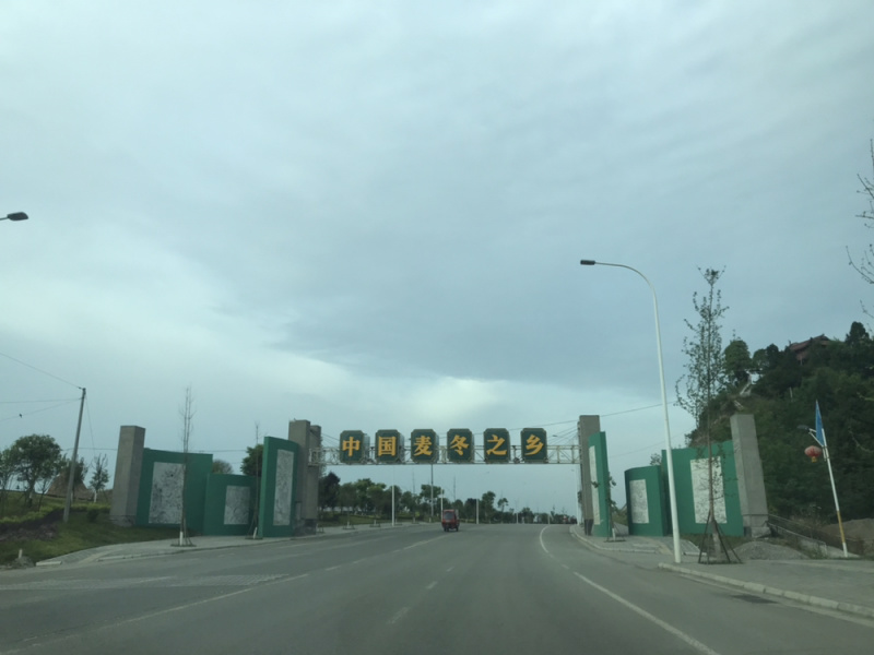 麦冬苗基地直供清秀无土质量优秀欢迎前来订购