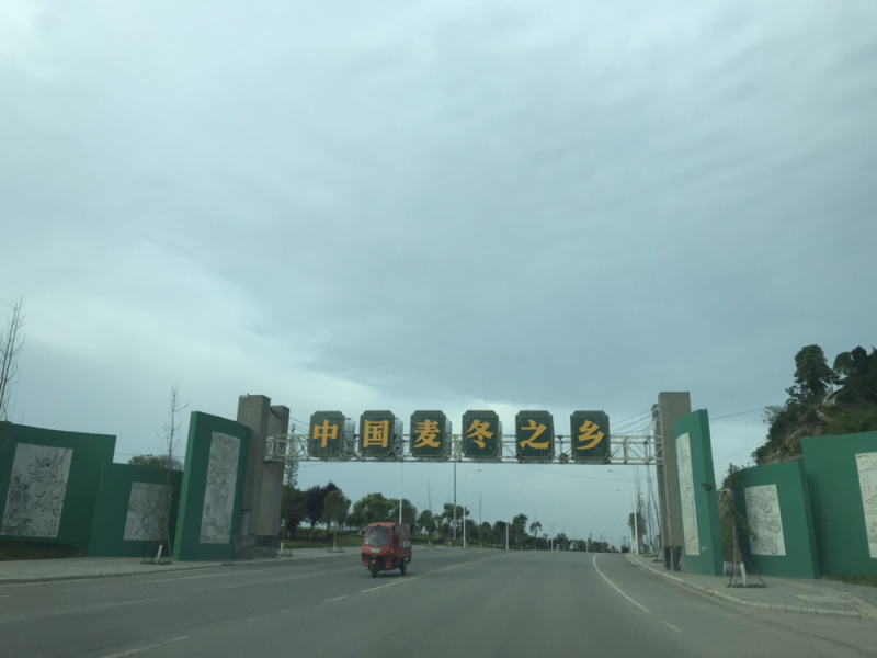 麦冬苗基地直供清秀无土质量优秀欢迎前来订购