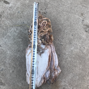 延边地区，批发优质船干