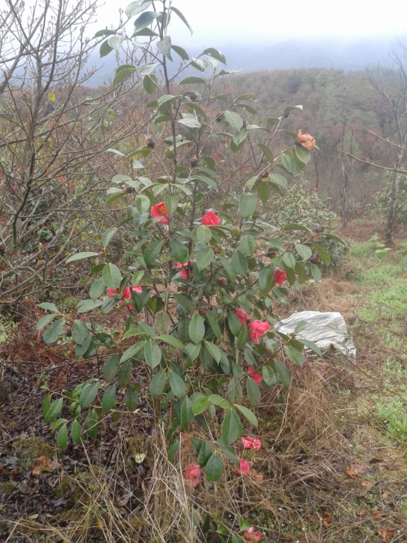 【红花油茶苗】浙江系列红花油茶嫁接杯苗规格齐全